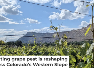 Colorado’s $3.9 billion wine industry is threatened by a tiny aphid. Courtesy of Charlotte Oliver